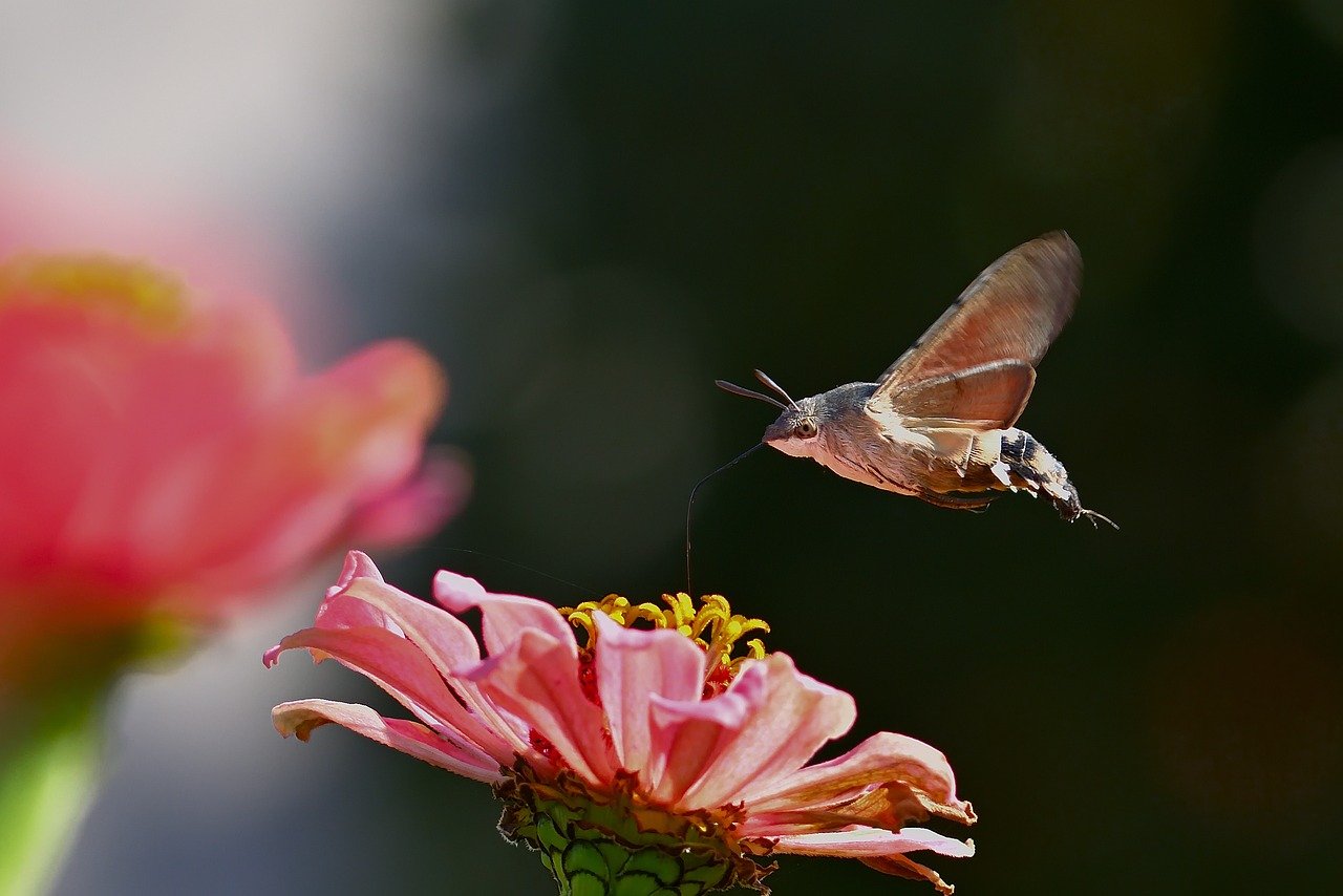 hummingbird hawk moth, hd wallpaper, zinnia-8363573.jpg